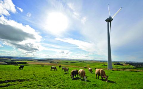 Cattle below wind turbine